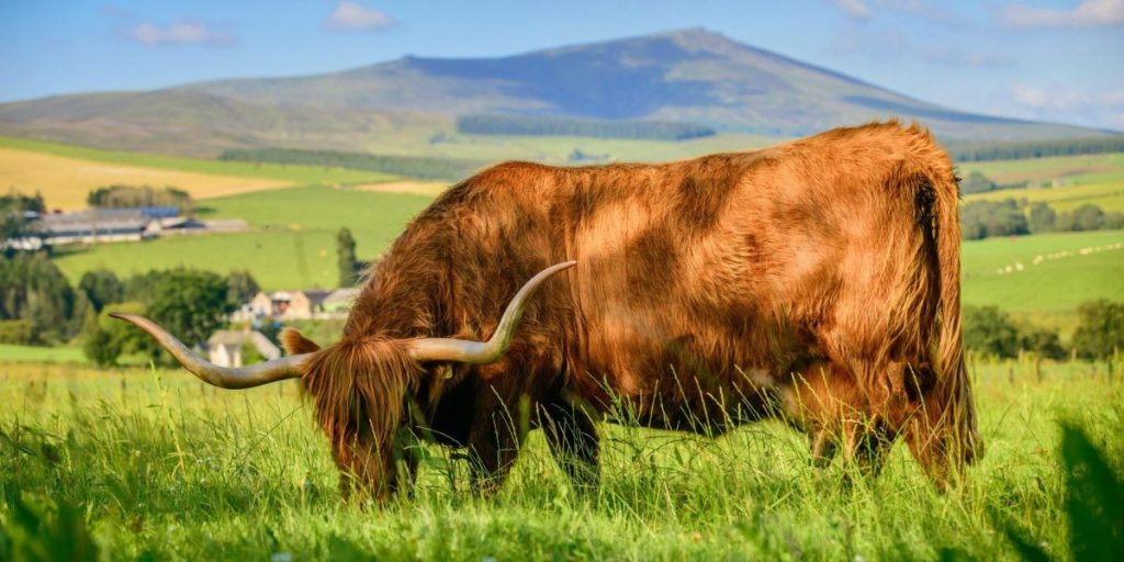 Highland Cows Speyside